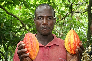Kakaobohnen aus fairem Handel