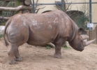 Nashorn im Frankfurter Zoo