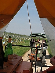 Planwagenfahrt durch Weinberge